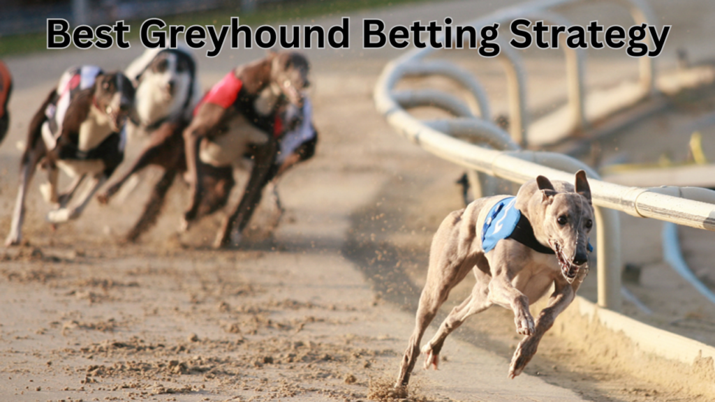 Best Greyhound Betting Strategy