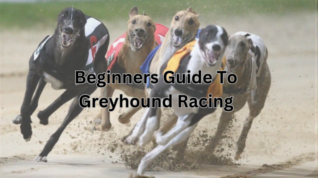 Guide To Greyhound Betting
